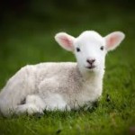 lamb